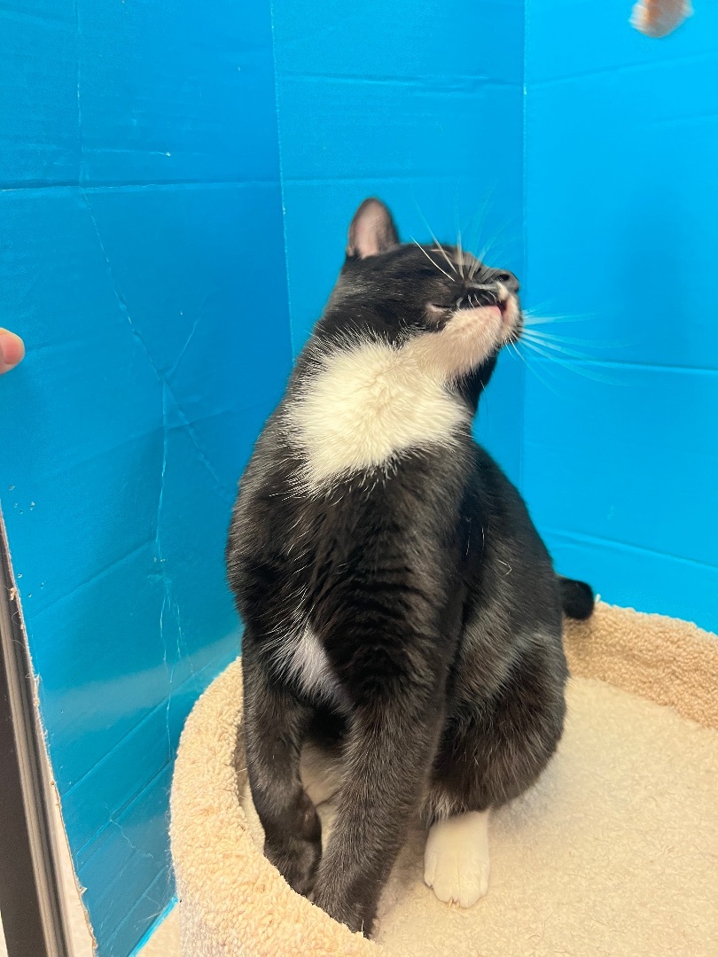 Enlarge Butler, a Adopted Tuxedo in Bradenton, FL image 1/4