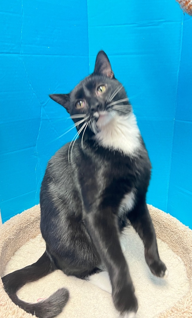 Enlarge Butler, a Adopted Tuxedo in Bradenton, FL image 2/4