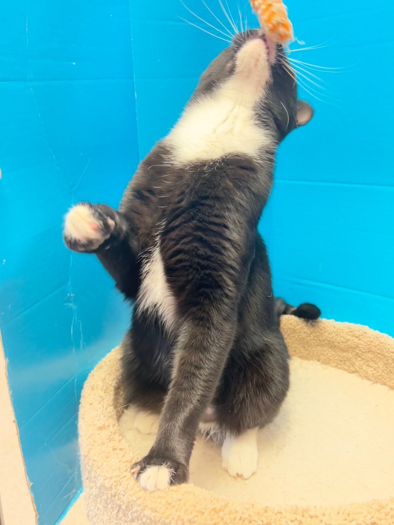 Enlarge Butler, a Adopted Tuxedo in Bradenton, FL image 3/4