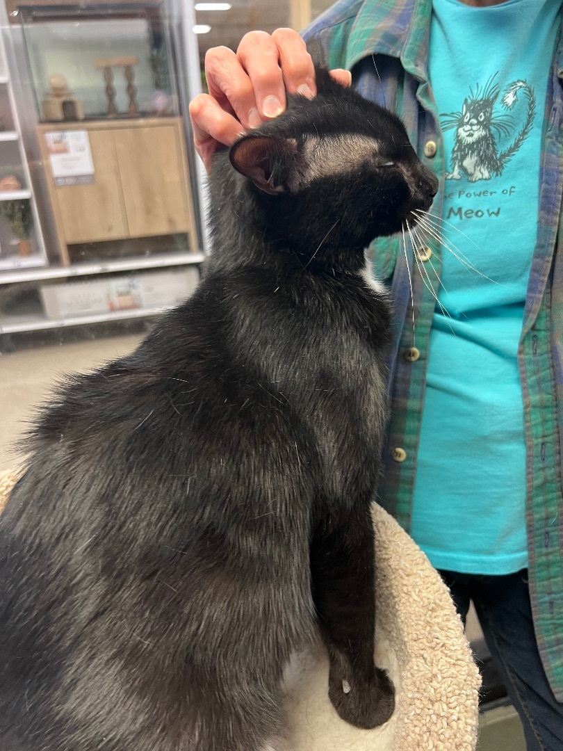 Enlarge Butler, a Adopted Tuxedo in Bradenton, FL image 4/4