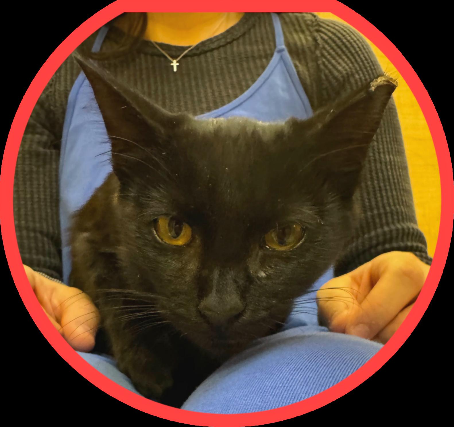 Enlarge Humphrey, a ADOPTABLE mixed breed in Albuquerque, NM image 4/5