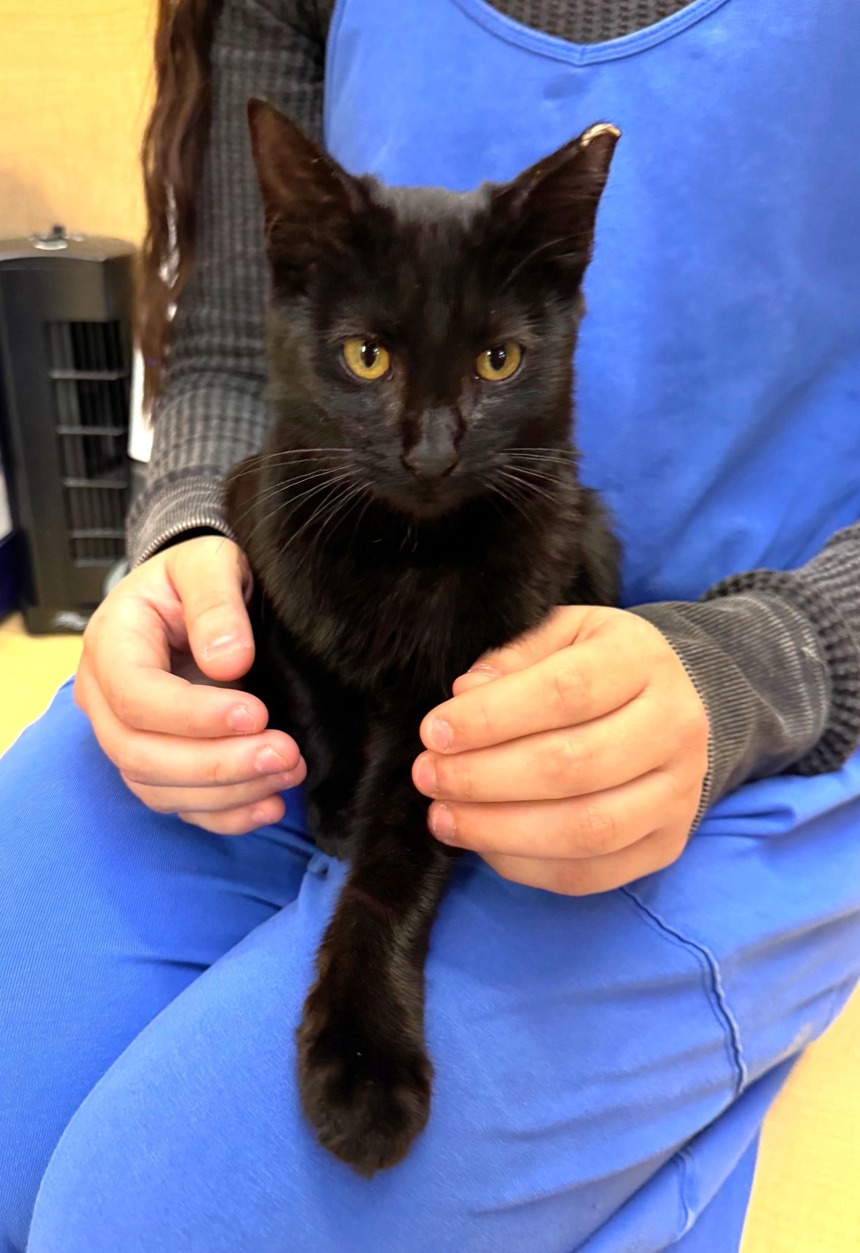 Enlarge Humphrey, a ADOPTABLE mixed breed in Albuquerque, NM image 3/5