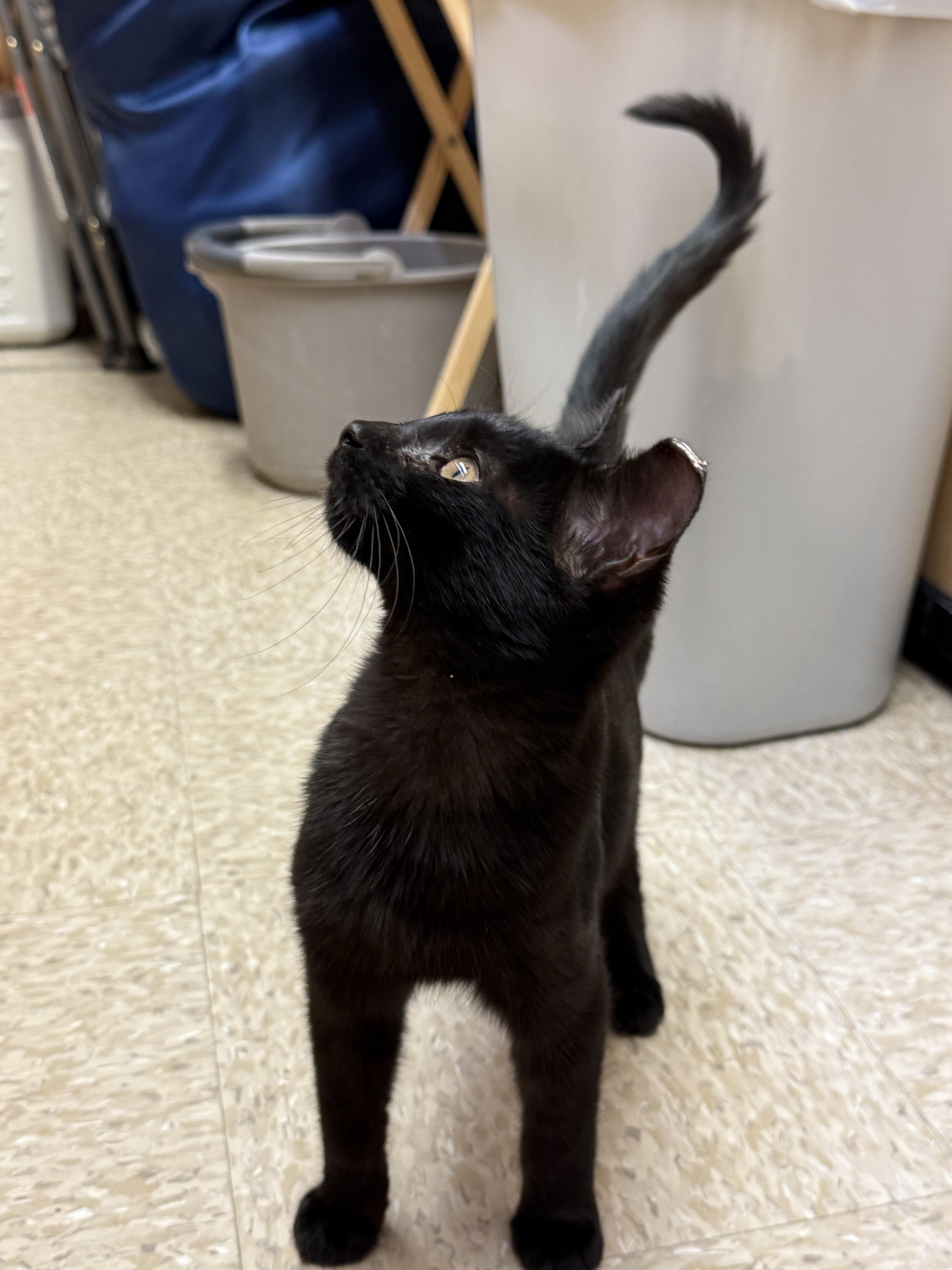 Enlarge Humphrey, a ADOPTABLE mixed breed in Albuquerque, NM image 5/5