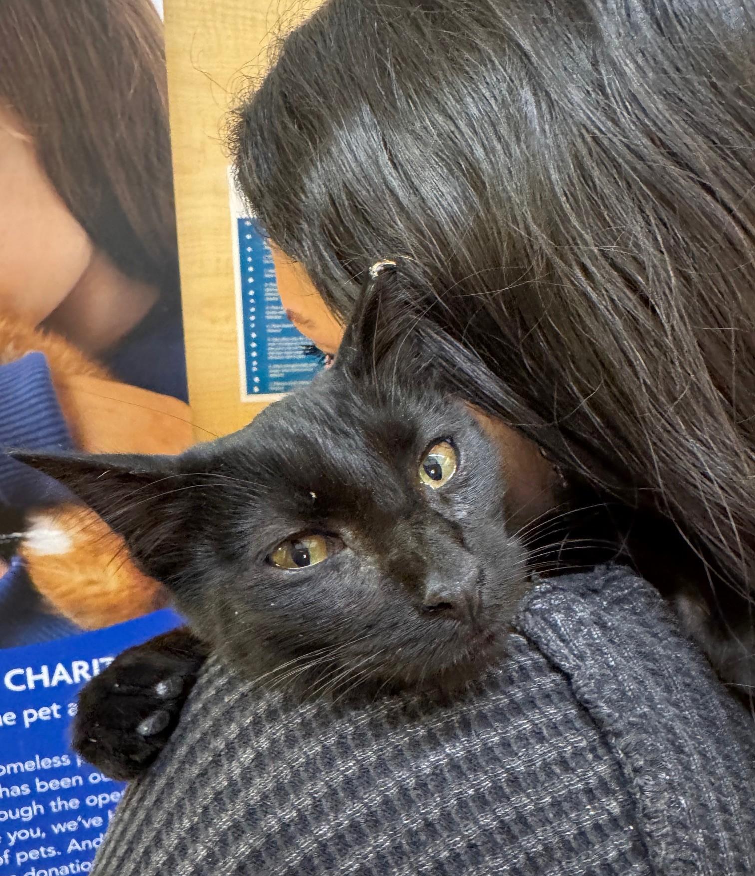 Enlarge Humphrey, a ADOPTABLE mixed breed in Albuquerque, NM image 2/5