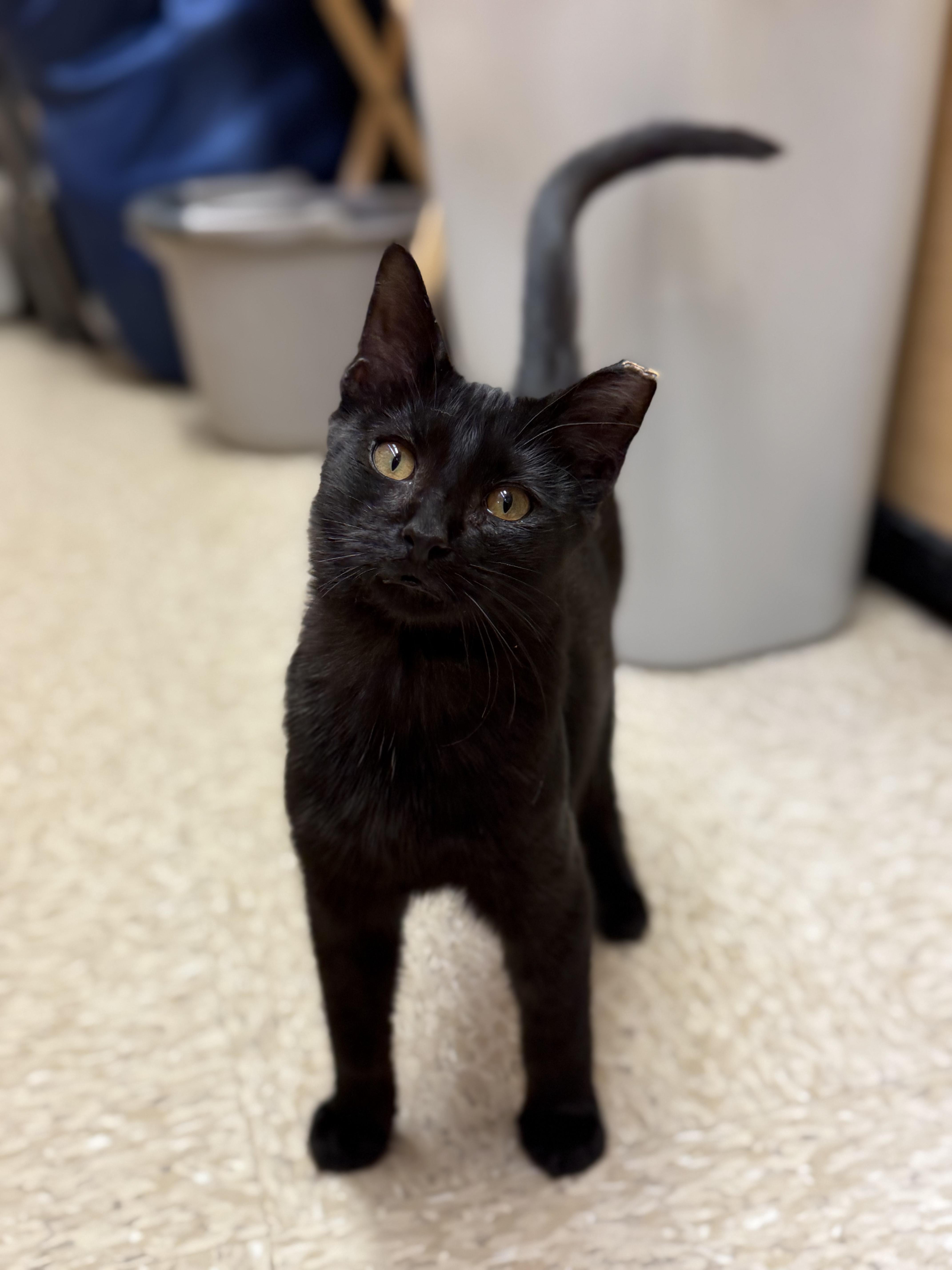 Humphrey, ADOPTABLE, Kitten Male Domestic Short Hair.