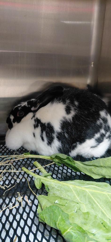 Violet, Adoptable, Adult Female American.