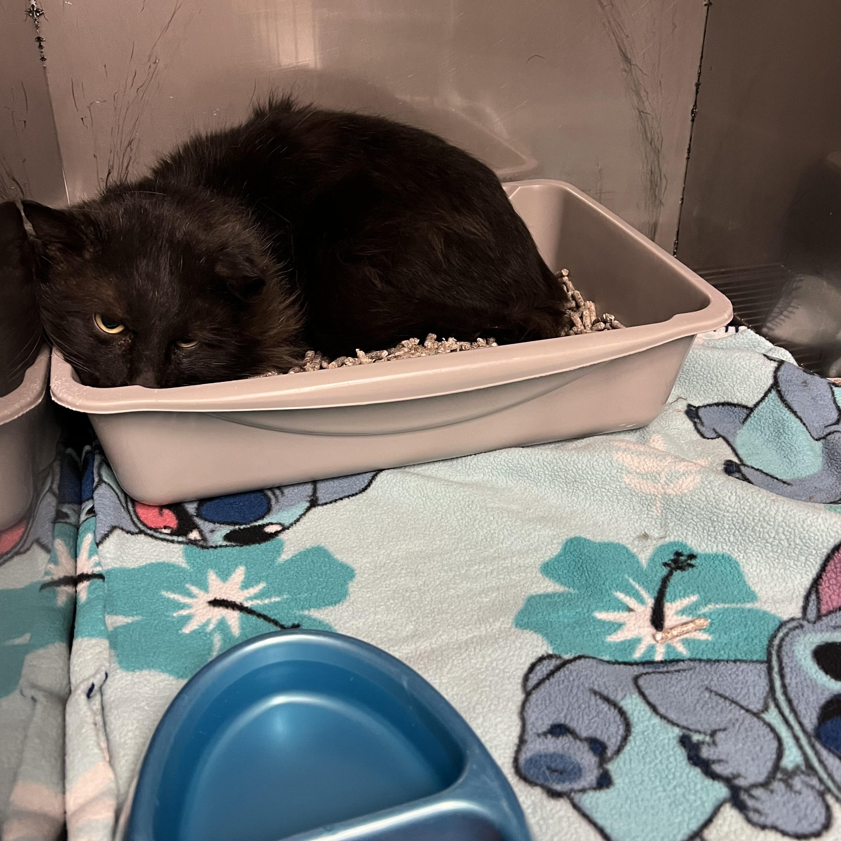 Midnight, ADOPTABLE, Young Male Domestic Long Hair.