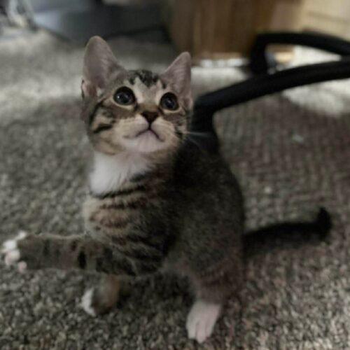 Jess, Adoptable, Kitten Female Tabby & Domestic Short Hair.