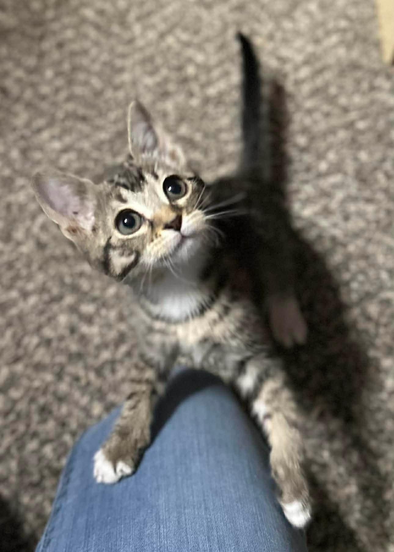 Enlarge Jess, a Adoptable mixed breed in Edmond, OK image 3/5