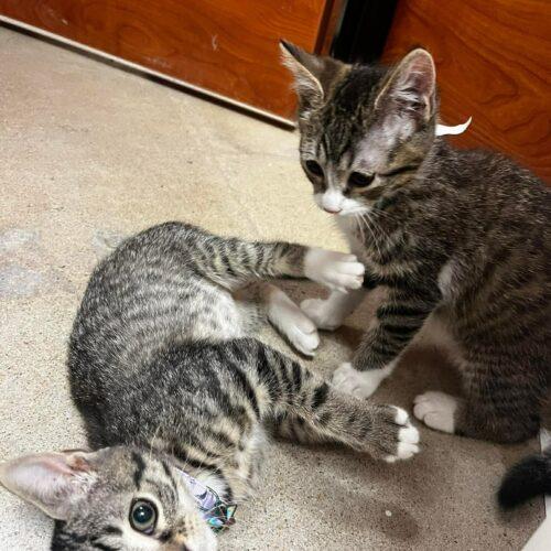 Enlarge Jess, a Adoptable mixed breed in Edmond, OK image 4/5