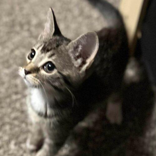 Enlarge Jess, a Adoptable mixed breed in Edmond, OK image 5/5