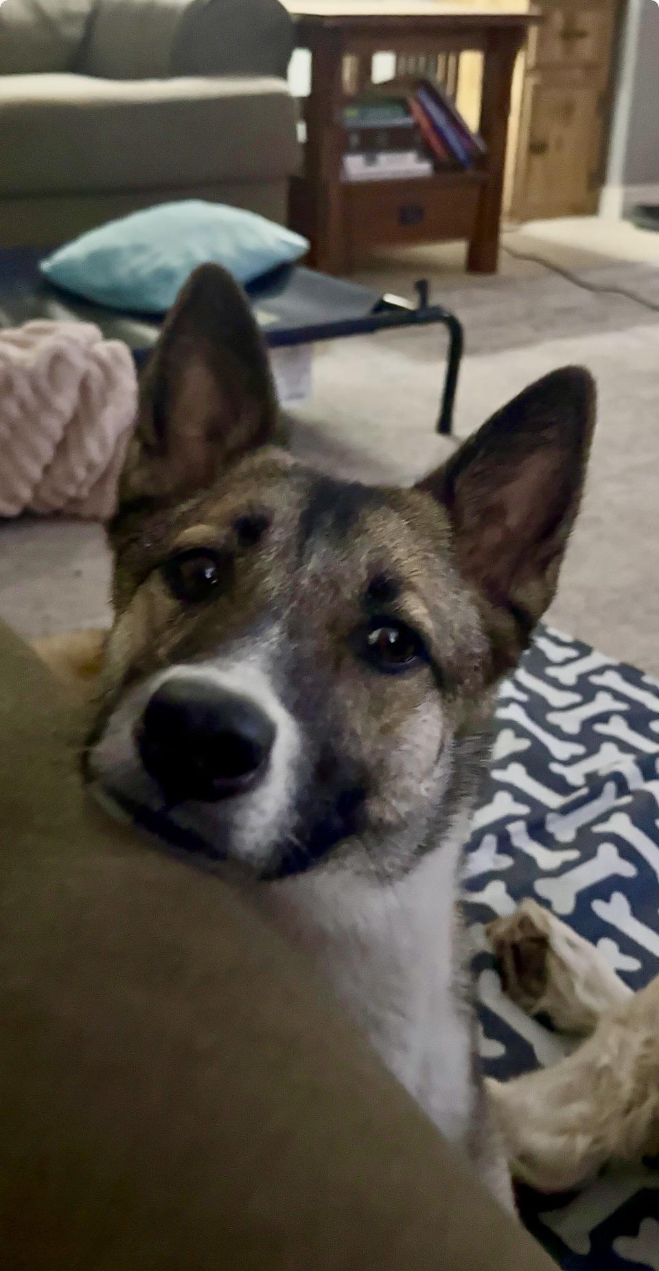 Octavia, ADOPTABLE, Young Female Shepherd.