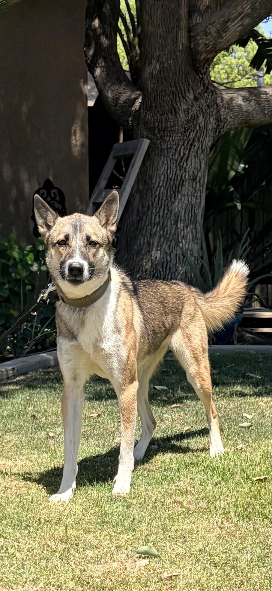 Enlarge Octavia, a ADOPTABLE mixed breed in Bakersfield, CA image 6/6