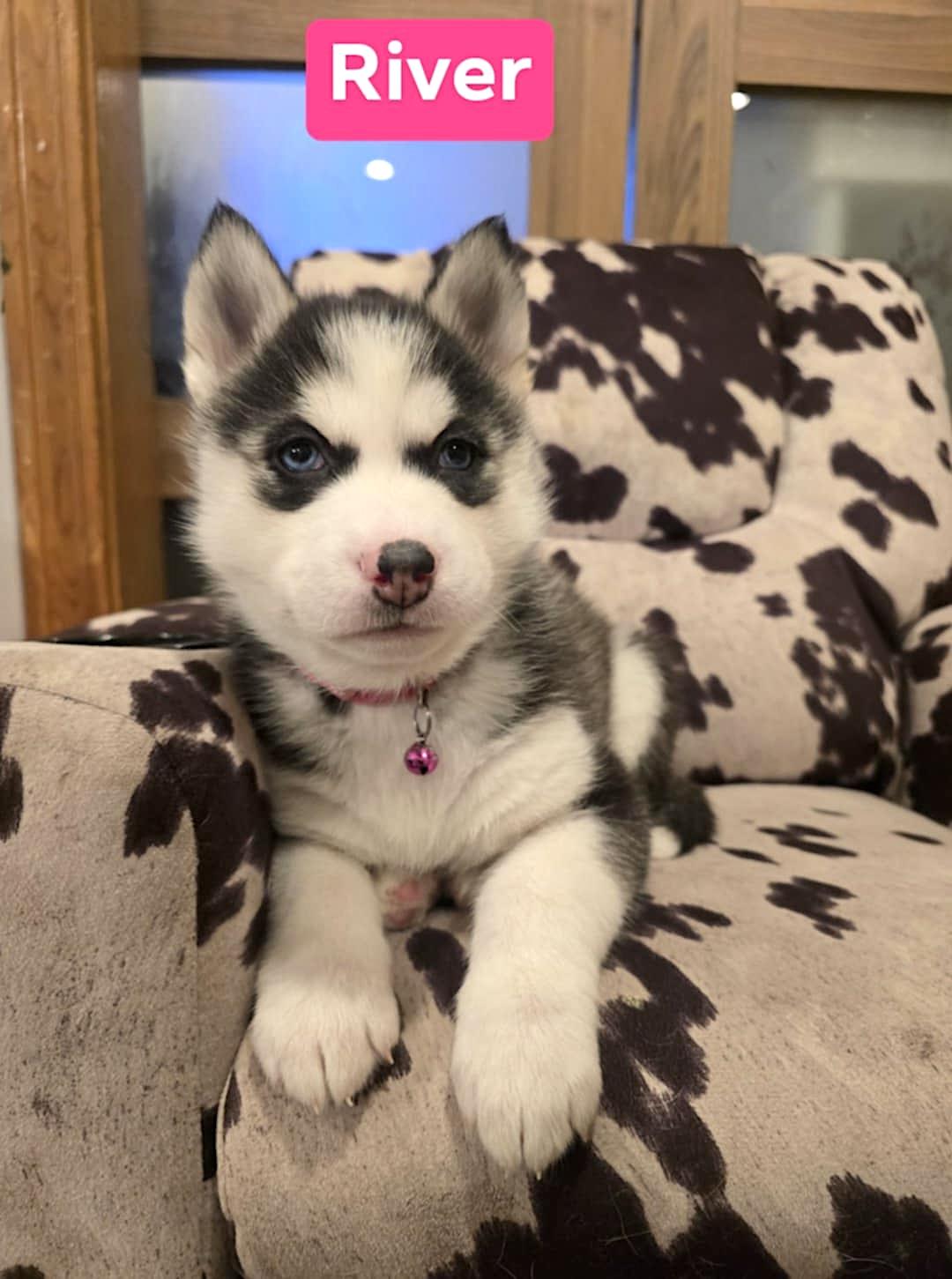 River, ADOPTABLE, Puppy Female Husky.