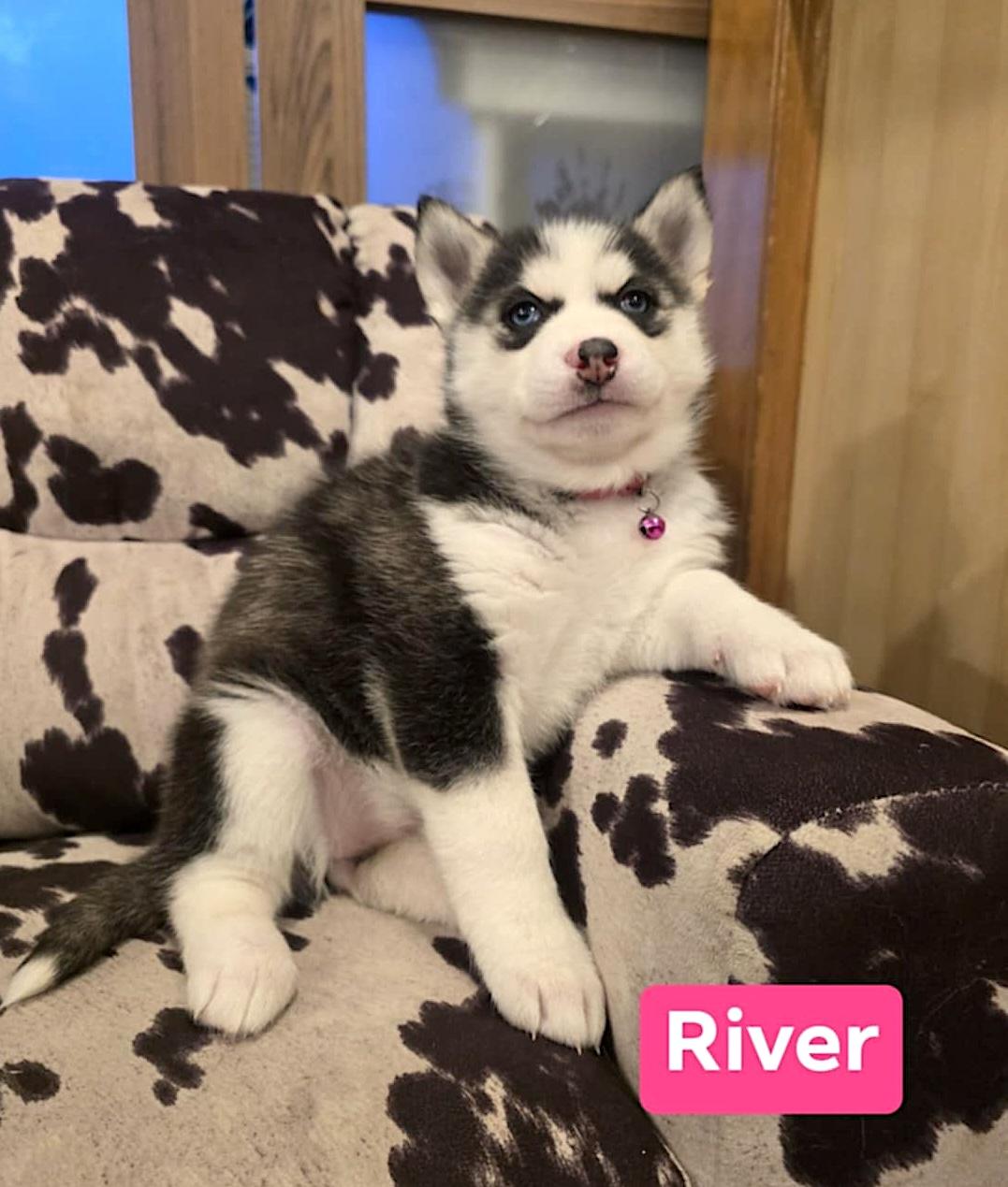 Enlarge River, a ADOPTABLE Husky in Hopedale, MA image 2/3