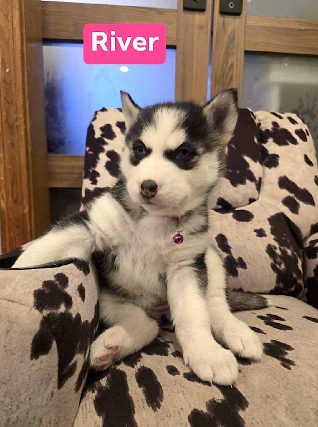 Enlarge River, a ADOPTABLE Husky in Hopedale, MA image 3/3