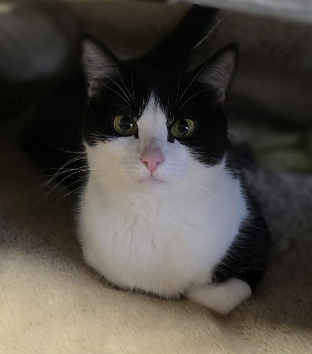 Enlarge Eleanor, a Adoptable Domestic Short Hair in Woodsfield, OH image 2/3