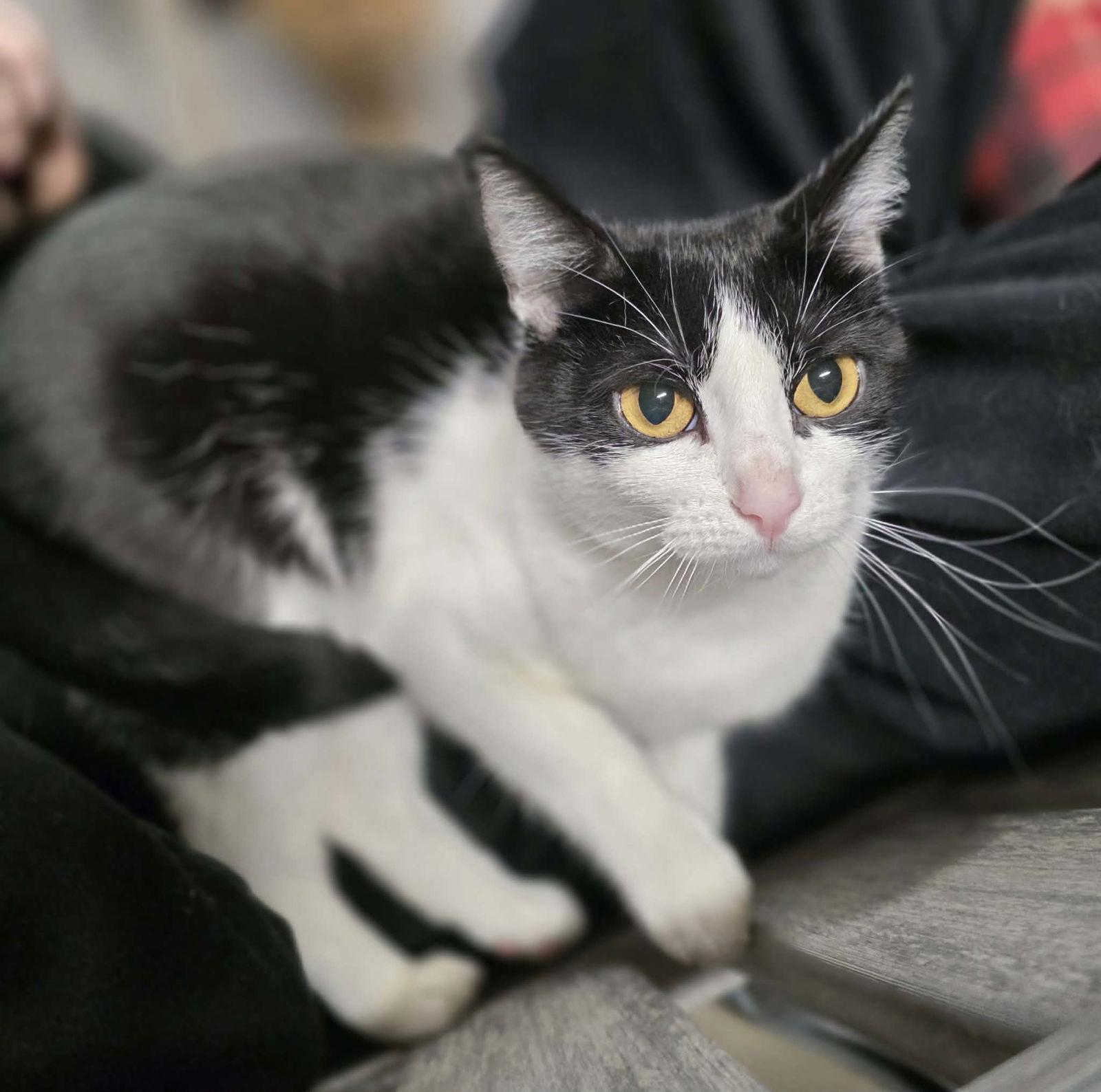 Enlarge Eleanor, a Adoptable Domestic Short Hair in Woodsfield, OH image 3/3