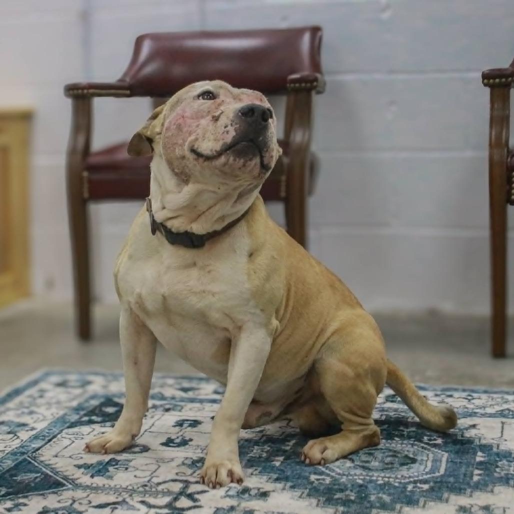 Enlarge Nation, a Adoptable mixed breed in Madisonville, KY image 1/4