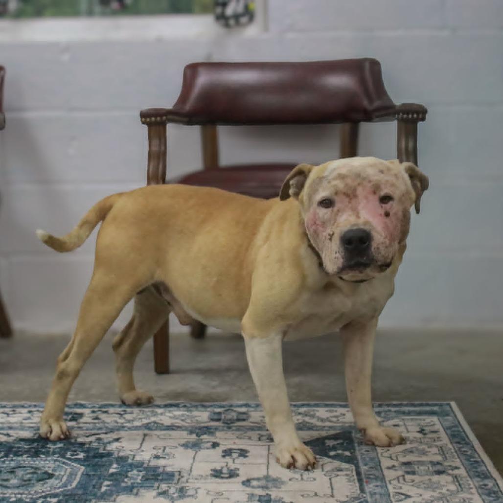 Enlarge Nation, a Adoptable mixed breed in Madisonville, KY image 2/4