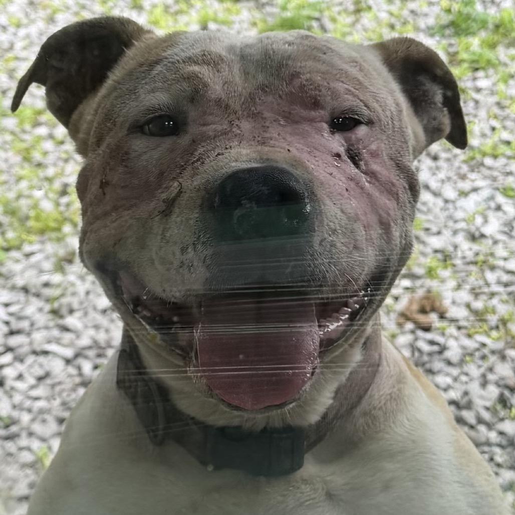 Enlarge Nation, a Adoptable mixed breed in Madisonville, KY image 3/4