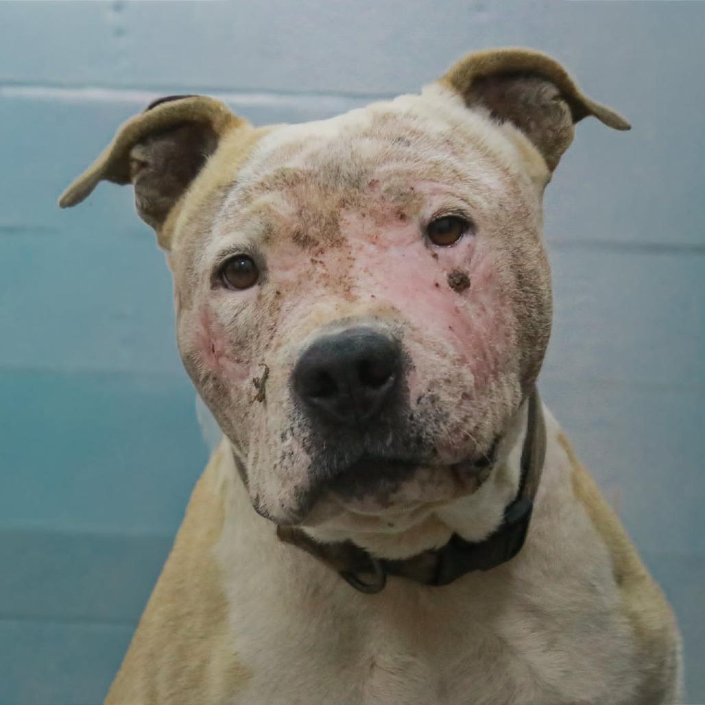Enlarge Nation, a Adoptable mixed breed in Madisonville, KY image 4/4