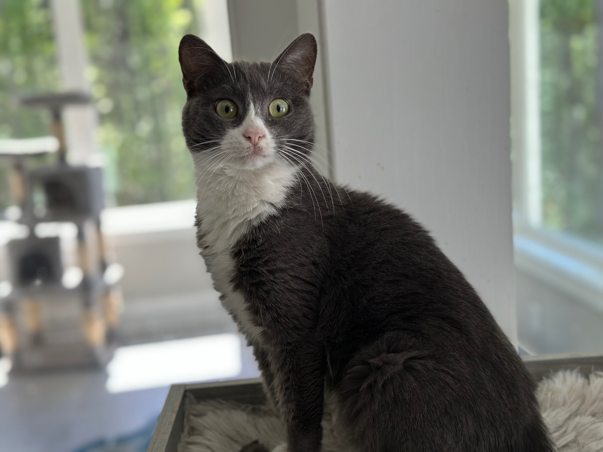 Scarlett, Adoptable, Young Female Domestic Short Hair.