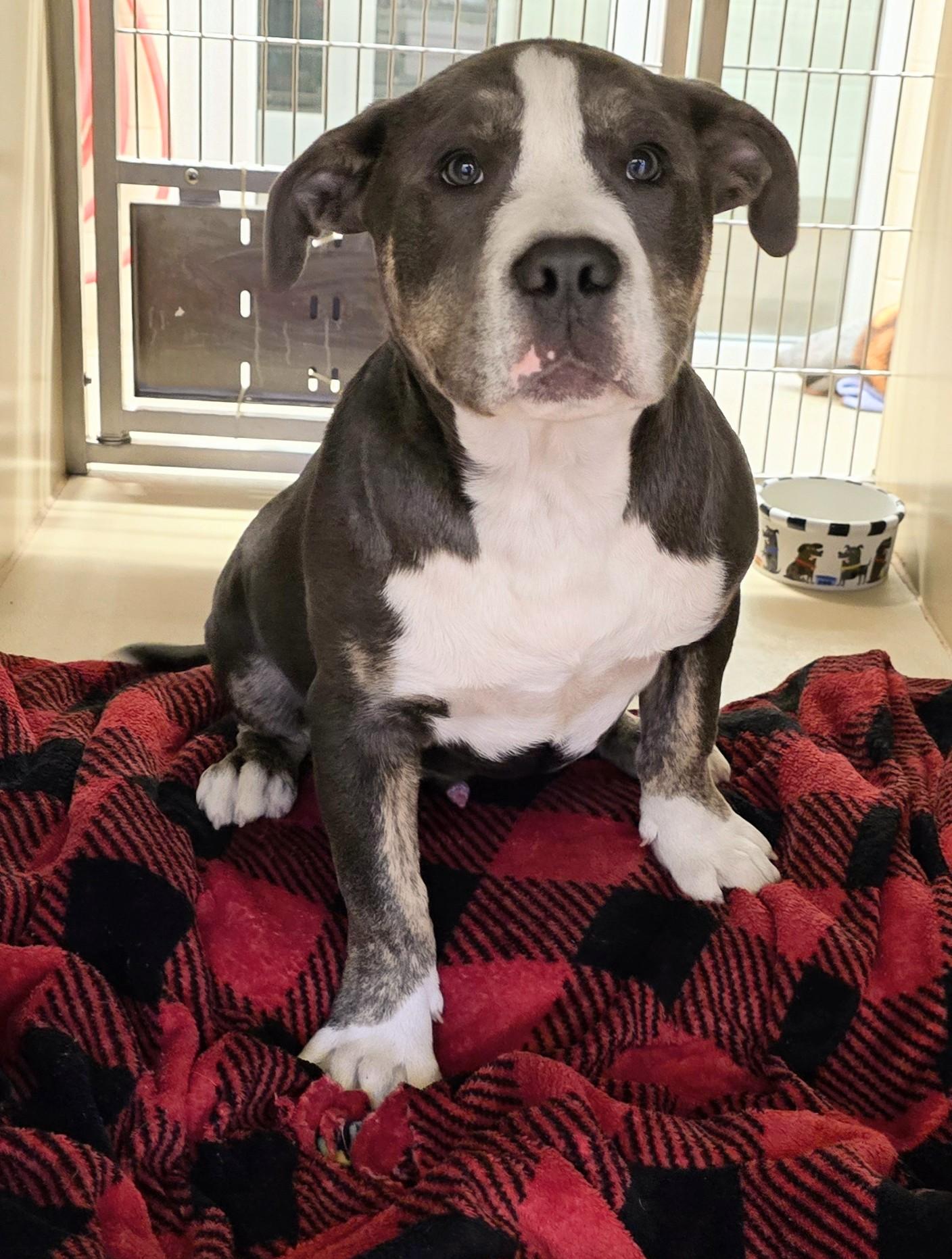 Enlarge 26-29, an adopted mixed breed in Amityville, NY image 2/4