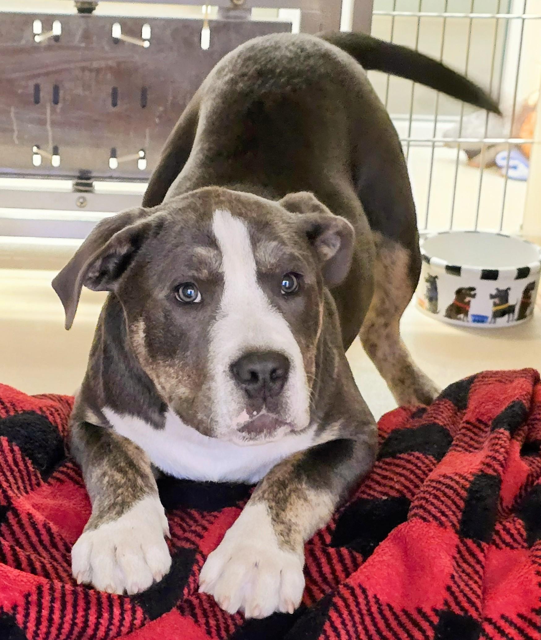 Enlarge 26-29, an adopted mixed breed in Amityville, NY image 4/4