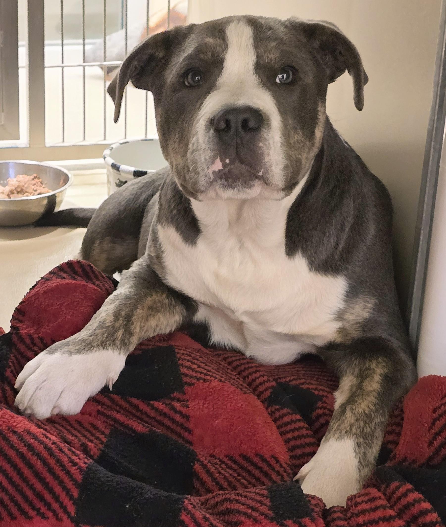 Enlarge 26-29, an adopted mixed breed in Amityville, NY image 3/4