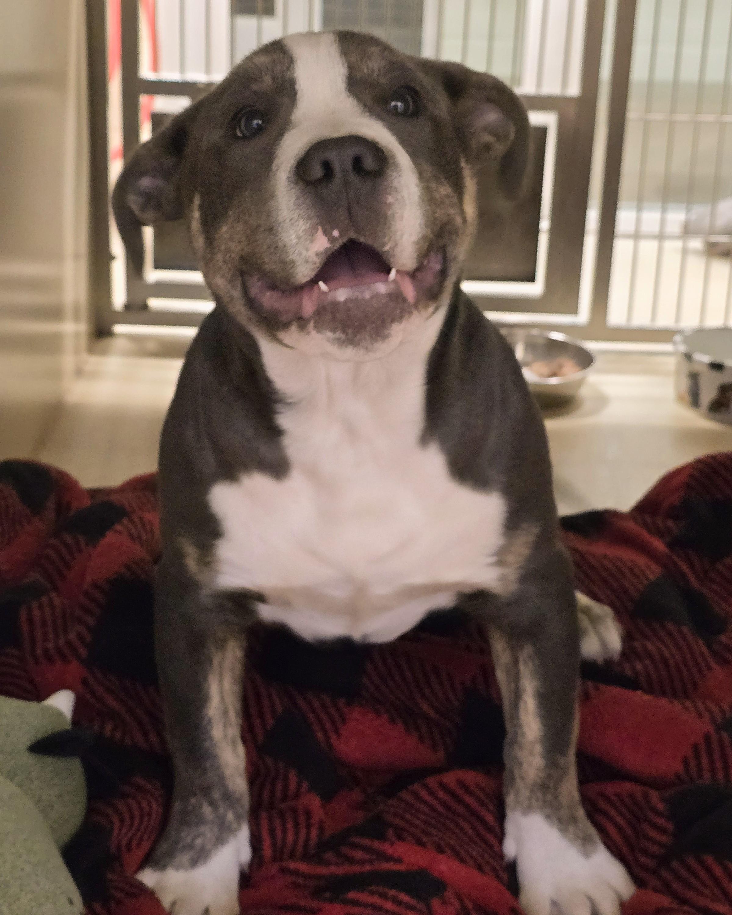 Enlarge 26-29, an adopted mixed breed in Amityville, NY image 1/4