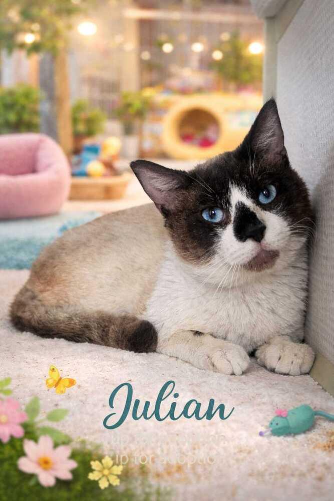 Julian, Adoptable, Adult Male Domestic Short Hair.