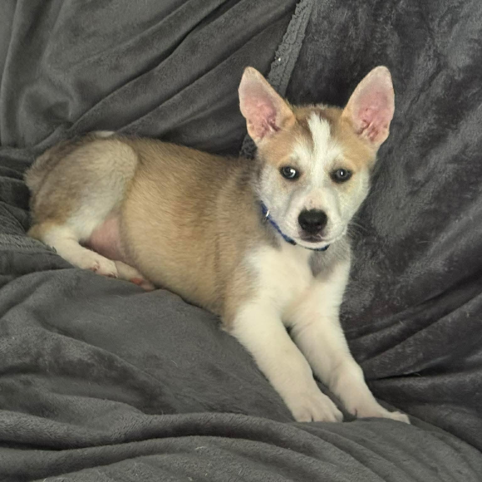 Enlarge Rocco, a ADOPTABLE Husky in PLAINFIELD, CT image 1/4