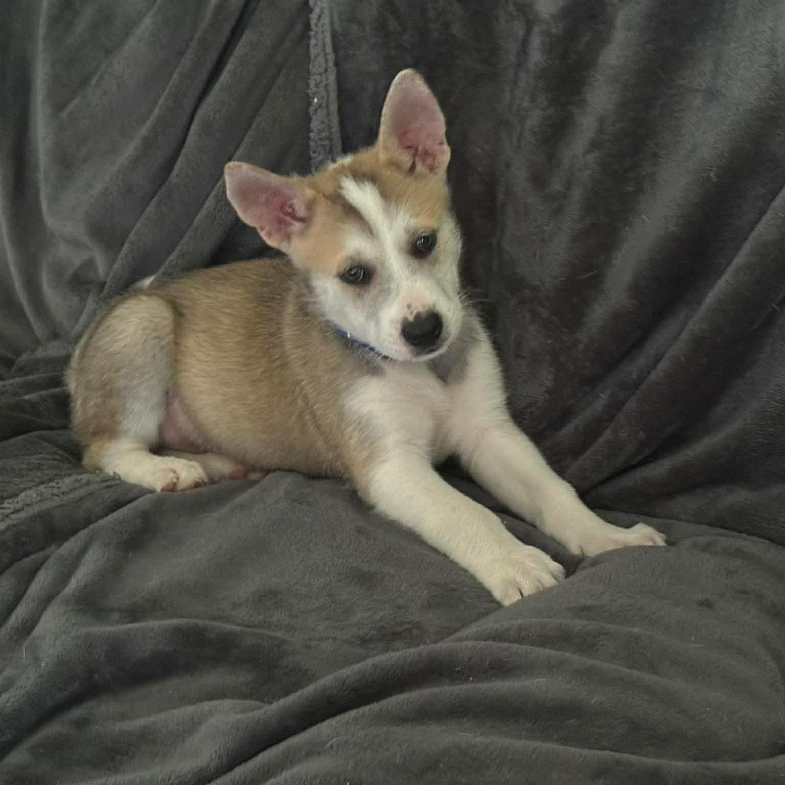 Enlarge Rocco, a ADOPTABLE Husky in PLAINFIELD, CT image 3/4