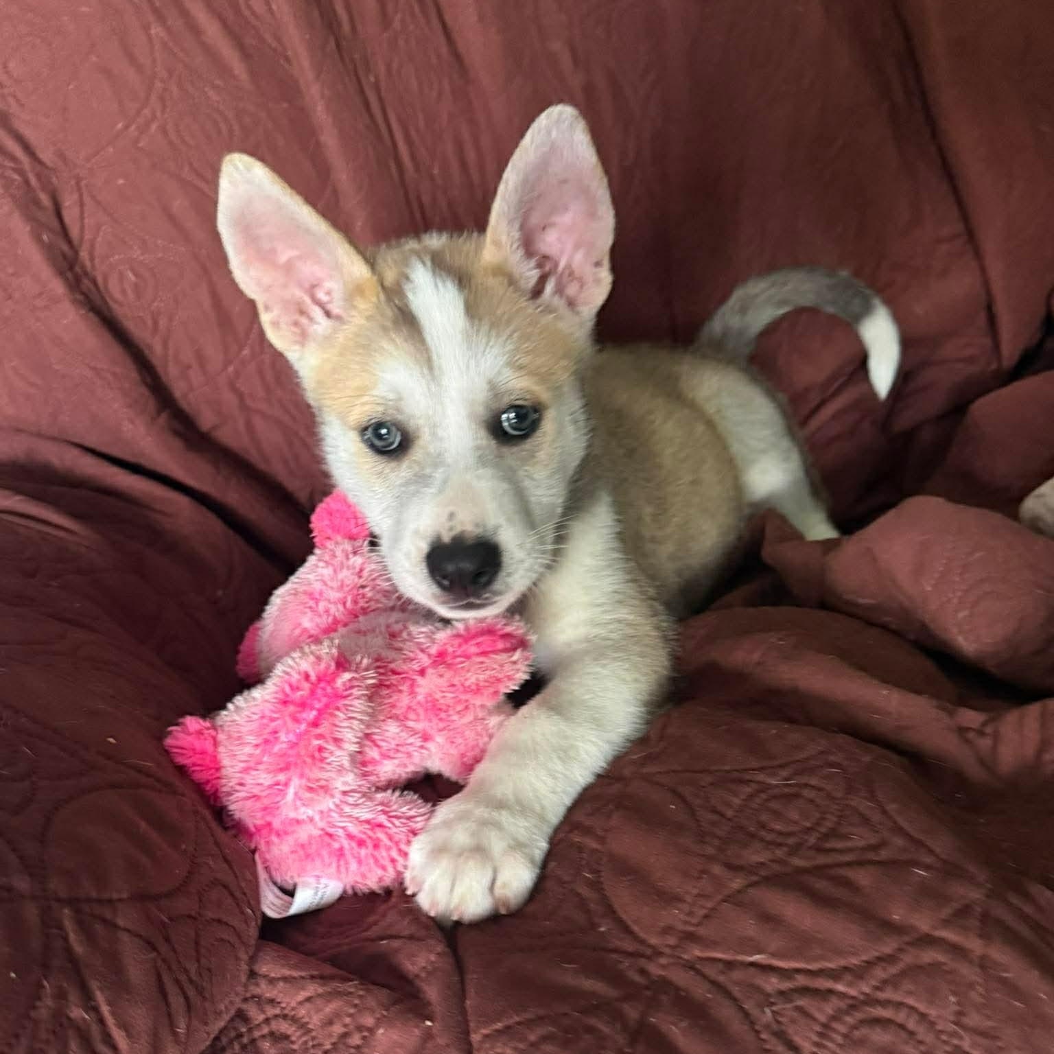 Enlarge Rocco, a ADOPTABLE Husky in PLAINFIELD, CT image 4/4