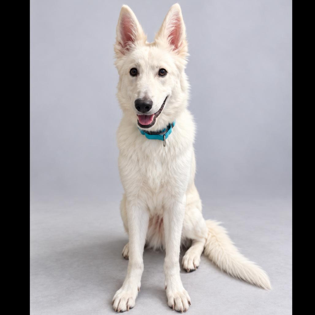 Enlarge Ledger, a Adoptable White German Shepherd in Phoenix, AZ image 1/1