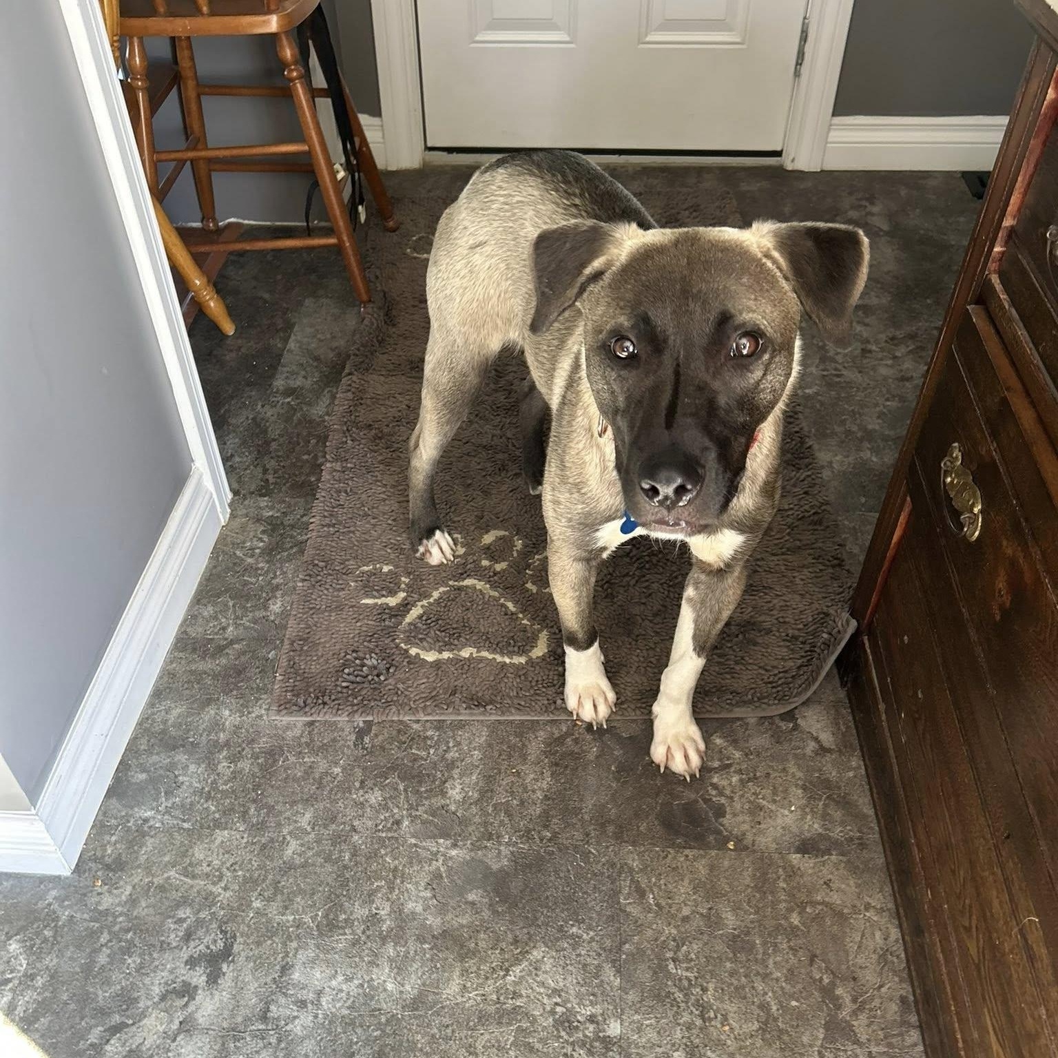  Astor, ADOPTABLE, Puppy Male Shepherd.