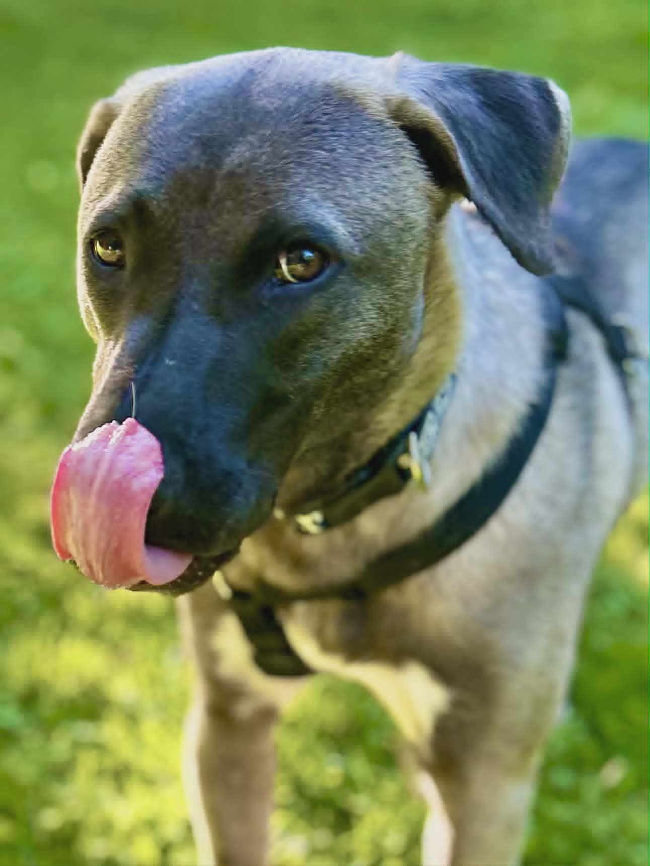 Astor, a ADOPTABLE mixed breed in Woodstock, ON image 3/6