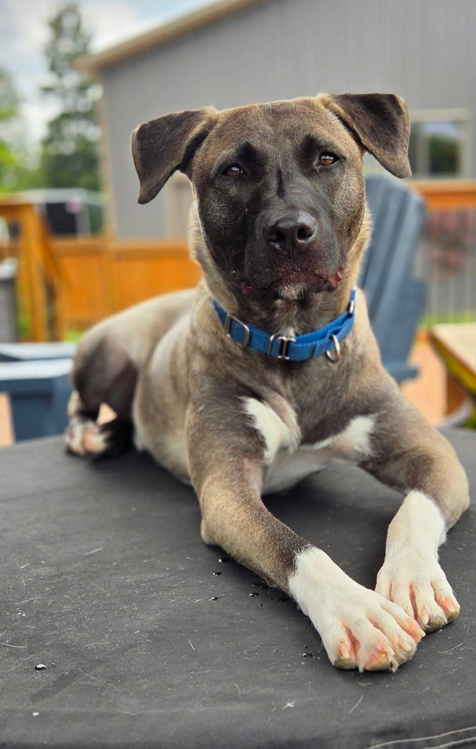 Enlarge  Astor, a ADOPTABLE mixed breed in Woodstock, ON image 2/5
