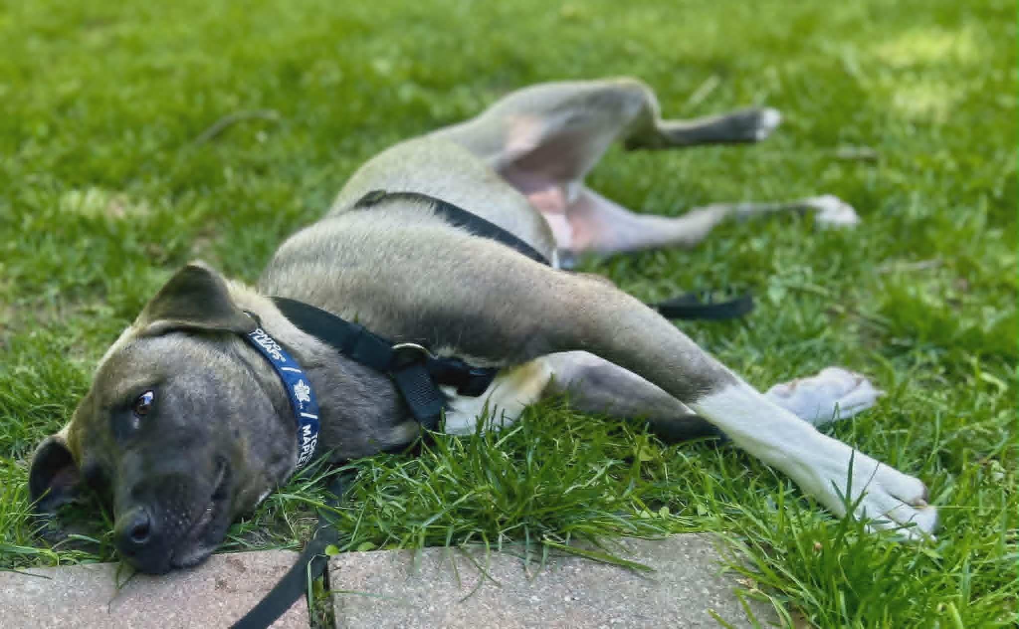 Astor, a ADOPTABLE mixed breed in Woodstock, ON image 4/6