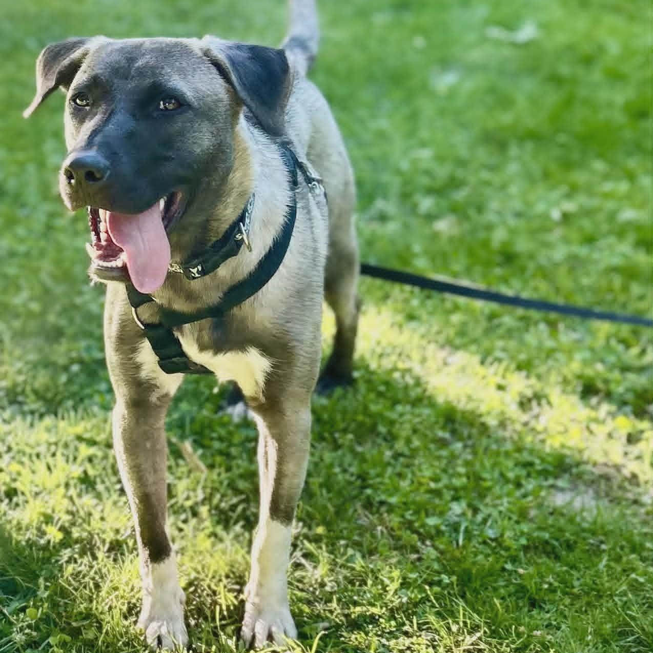 Astor, a ADOPTABLE mixed breed in Woodstock, ON image 2/6