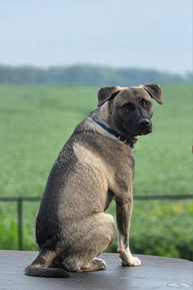 Enlarge  Astor, a ADOPTABLE mixed breed in Woodstock, ON image 1/5