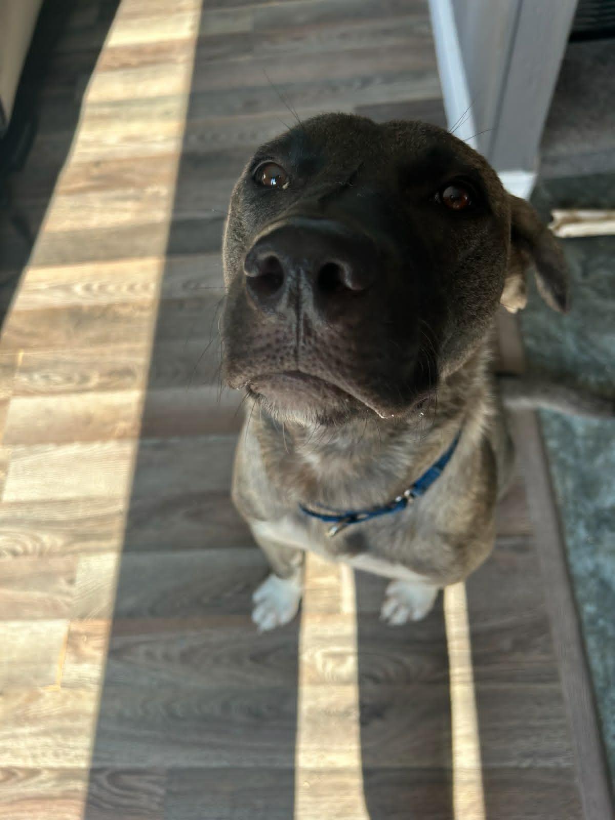 Astor, a ADOPTABLE mixed breed in Woodstock, ON image 6/6