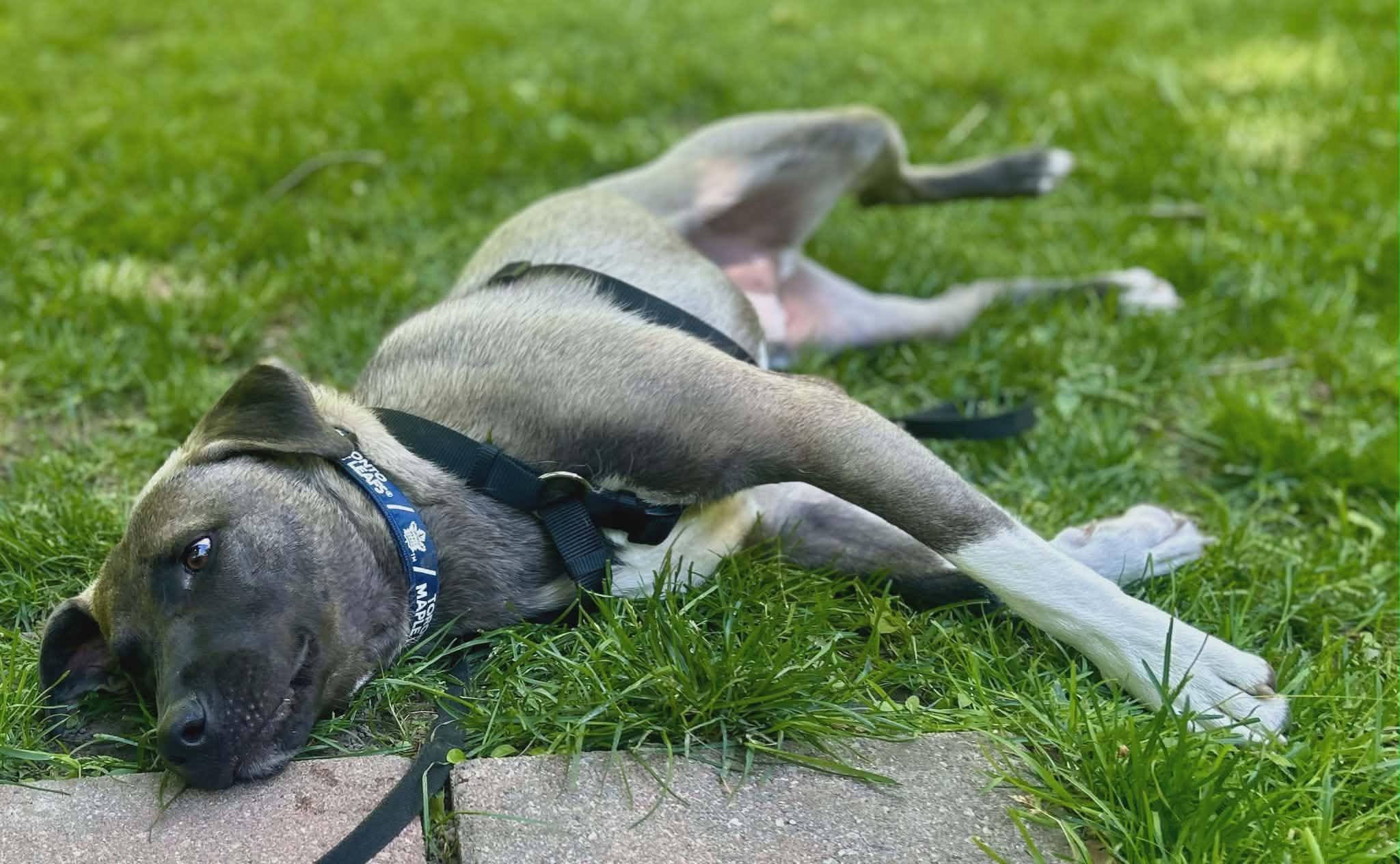 Enlarge  Astor, a ADOPTABLE mixed breed in Woodstock, ON image 4/5