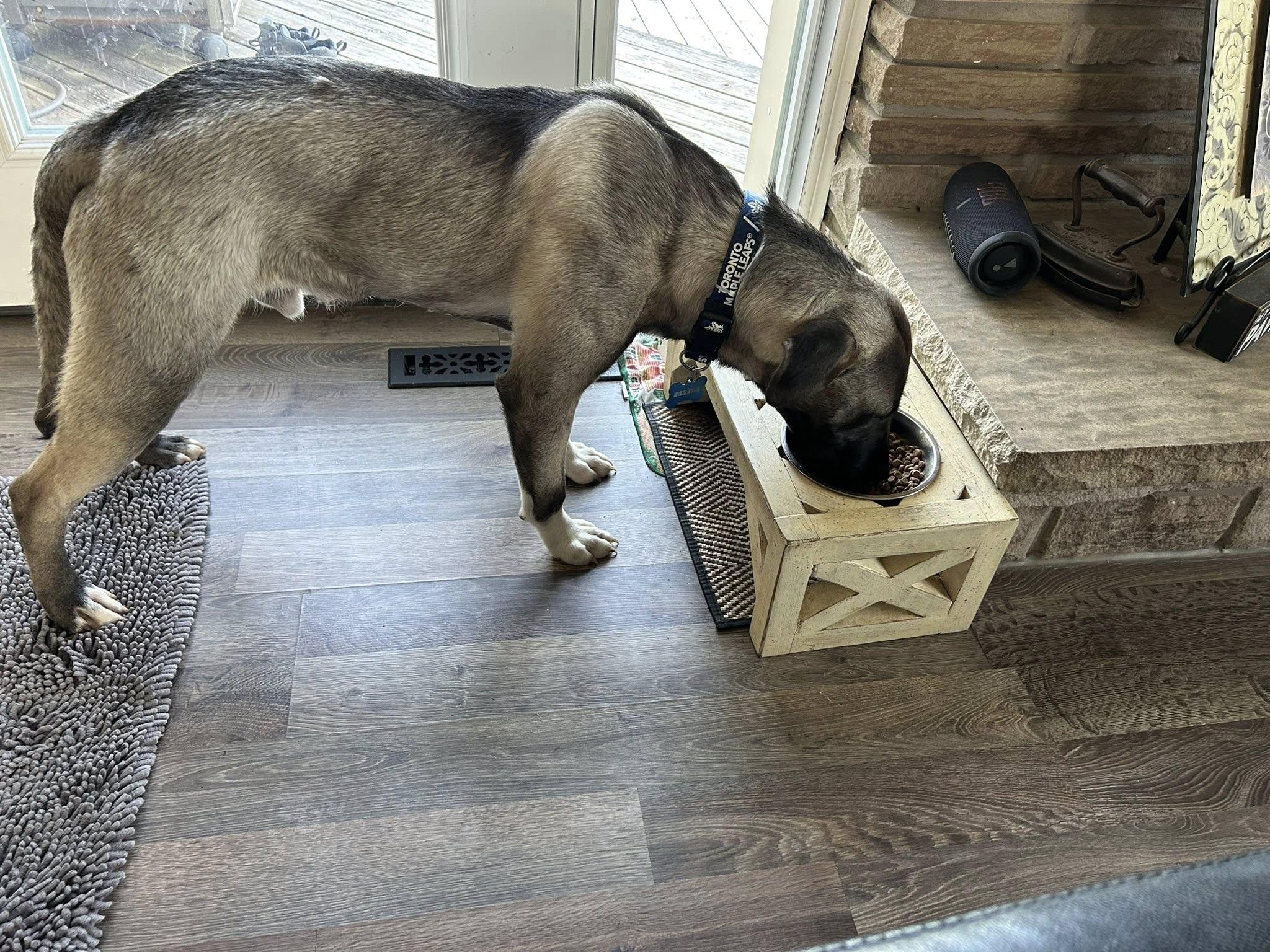 Enlarge  Astor, a ADOPTABLE mixed breed in Woodstock, ON image 3/5