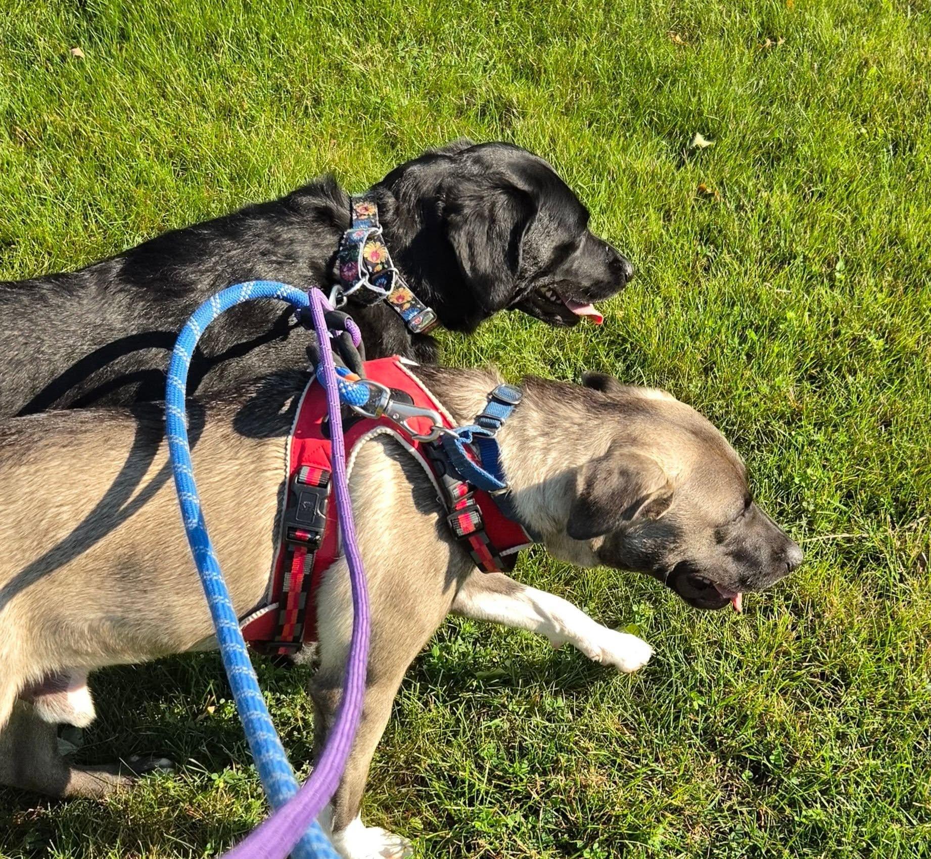 Enlarge  Astor, a ADOPTABLE mixed breed in Woodstock, ON image 3/5