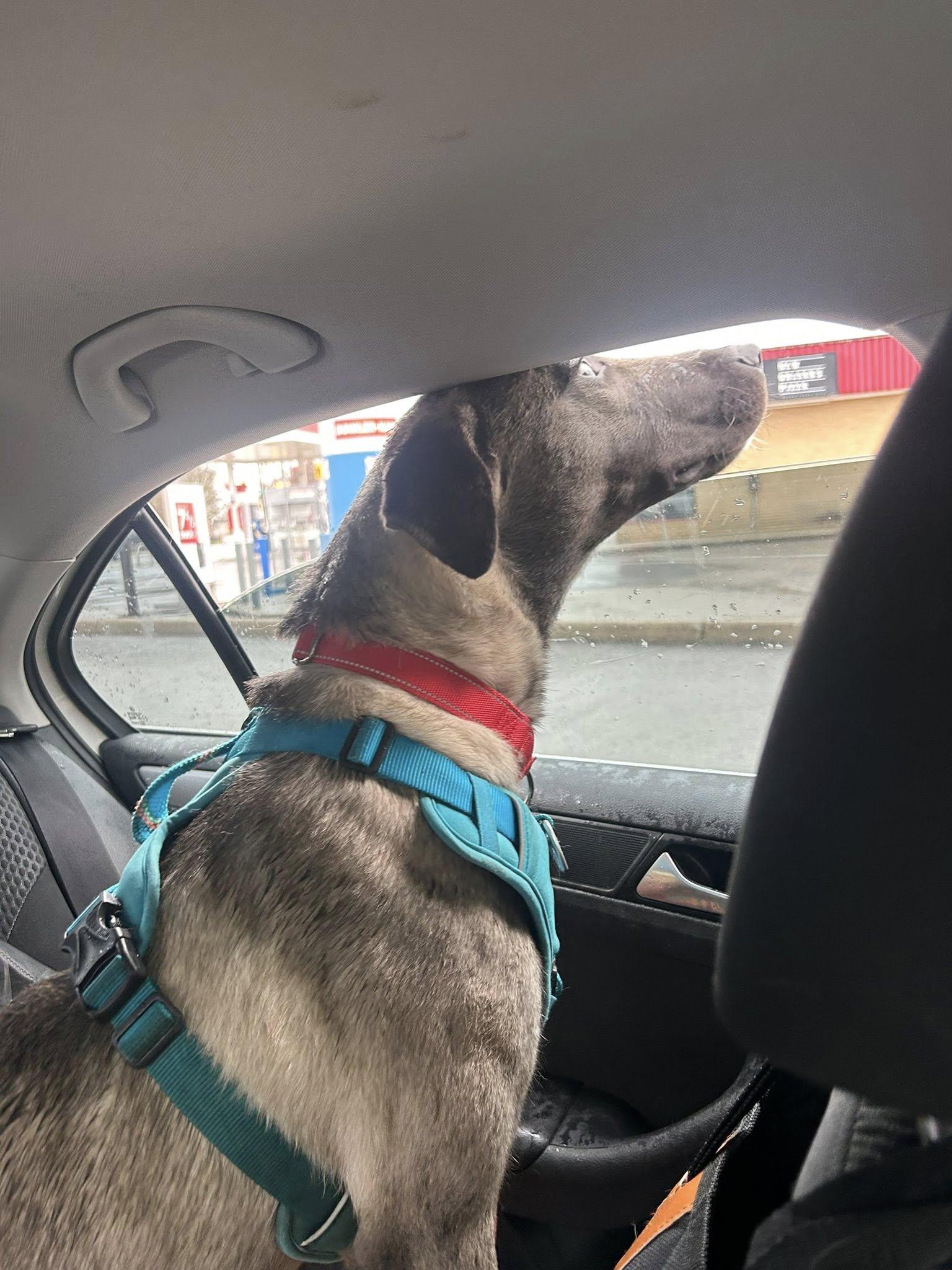 Enlarge  Astor, a ADOPTABLE mixed breed in Woodstock, ON image 5/5
