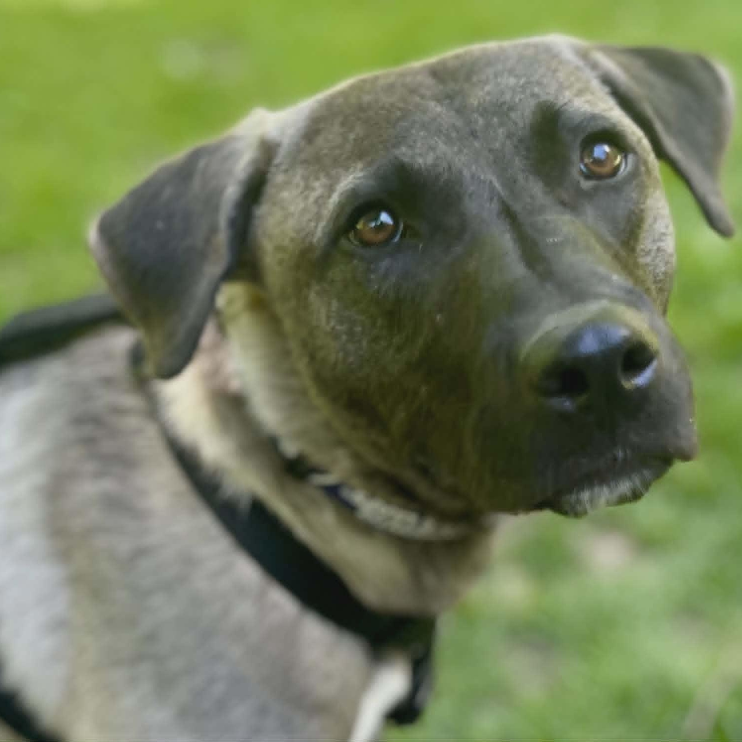 Astor, a ADOPTABLE mixed breed in Woodstock, ON image 1/6