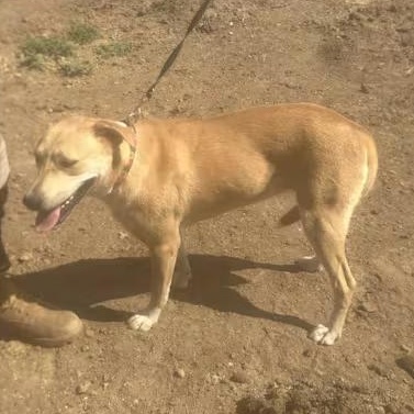 Enlarge Casey, a Adoptable mixed breed in Happy, TX image 1/1