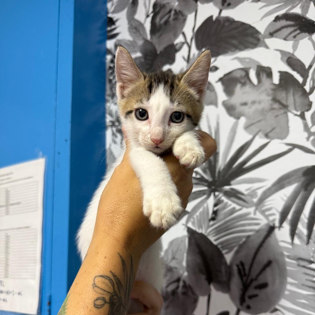 Pavo, Adoptable, Kitten Male Domestic Short Hair.